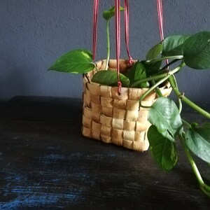 May include: A woven hanging basket with a green plant, the basket is made of natural materials and has a red cord hanging from it.