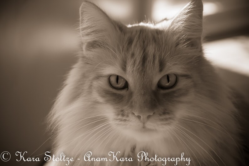 Cat in Sepia Etsy