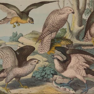 May include: A vintage illustration featuring five birds of prey in a natural setting. The birds display a variety of colors, including brown, gray, and yellow. One bird is in flight, while others are perched or standing near a body of water. The artwork has a detailed, realistic style.