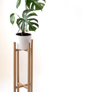 May include: A white ceramic pot with a green variegated monstera plant on a wooden plant stand.