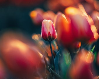 Tulip Photography Print, Flower Wall Art, Tulip Photo Print, Spring Flower Photo, Spring Season Print, Gifts For Mother's Day