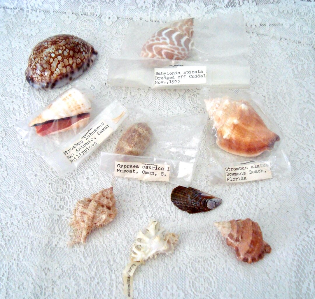 Vintage 1970's Lot of 9 Sea Shells 1 1/2" to 3" Various Parts of World ...