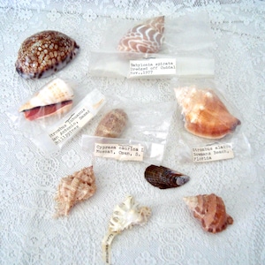 May include: A collection of various seashells, each in a small plastic bag with a label. The shells display a range of colors and textures, from brown and white to tan and striped. Some labels include location and date information.