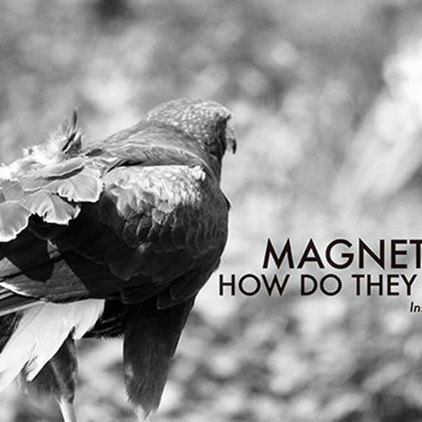 Magnets - insane clown posse, ICP, rap photography, lyrics, large wall art print, eagle print, unique gift, for him, for her, funny science