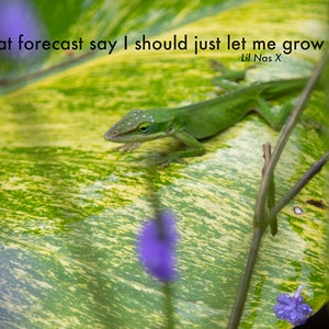 Just Let me Grow - Lil Nas X, c7osure, rap photography, lyrics, large wall art print, lizard, pop, unique gifts, for him, for her, montero