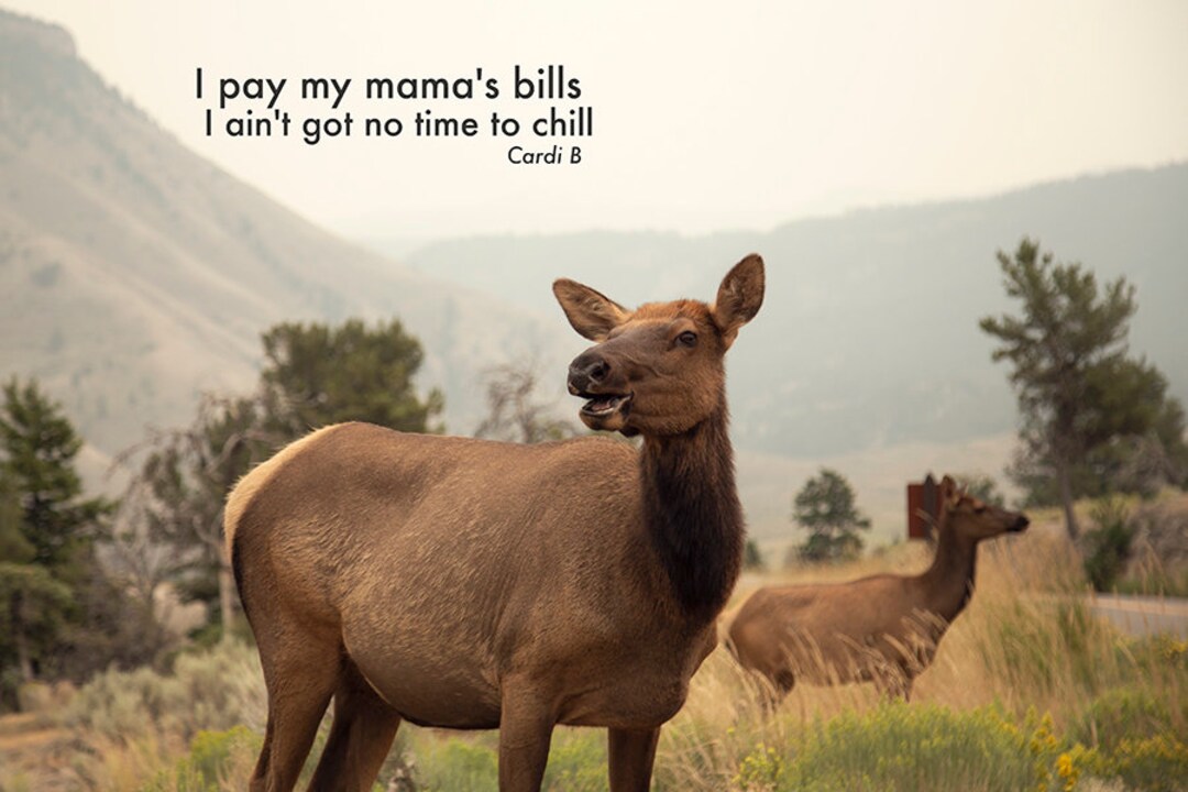 No Time to Chill - Cardi B, Bodak Yellow, Rap Photography, Lyrics ...