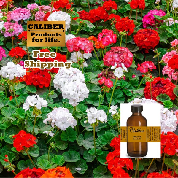 Geranium Essential Oil: DISTILLER DIRECT, Pure Organic | Use in Soap, Lotion, Aromatherapy, Diffuser, Massage, Candles, Ointments & More