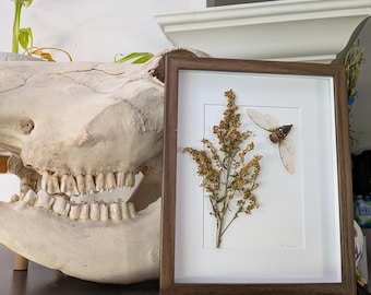 Chester's Foraging - Pinned Cicada in Shadow Frame