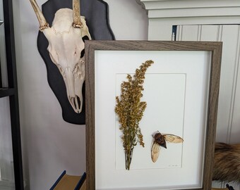 Beatrice's Garden - Pinned Cicada in Shadow Frame