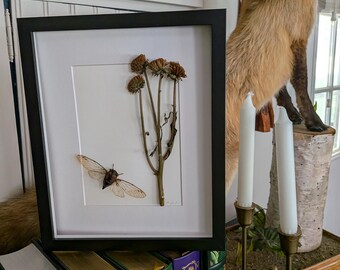 Athelone's Day Out - Pinned Cicada in Shadow Frame