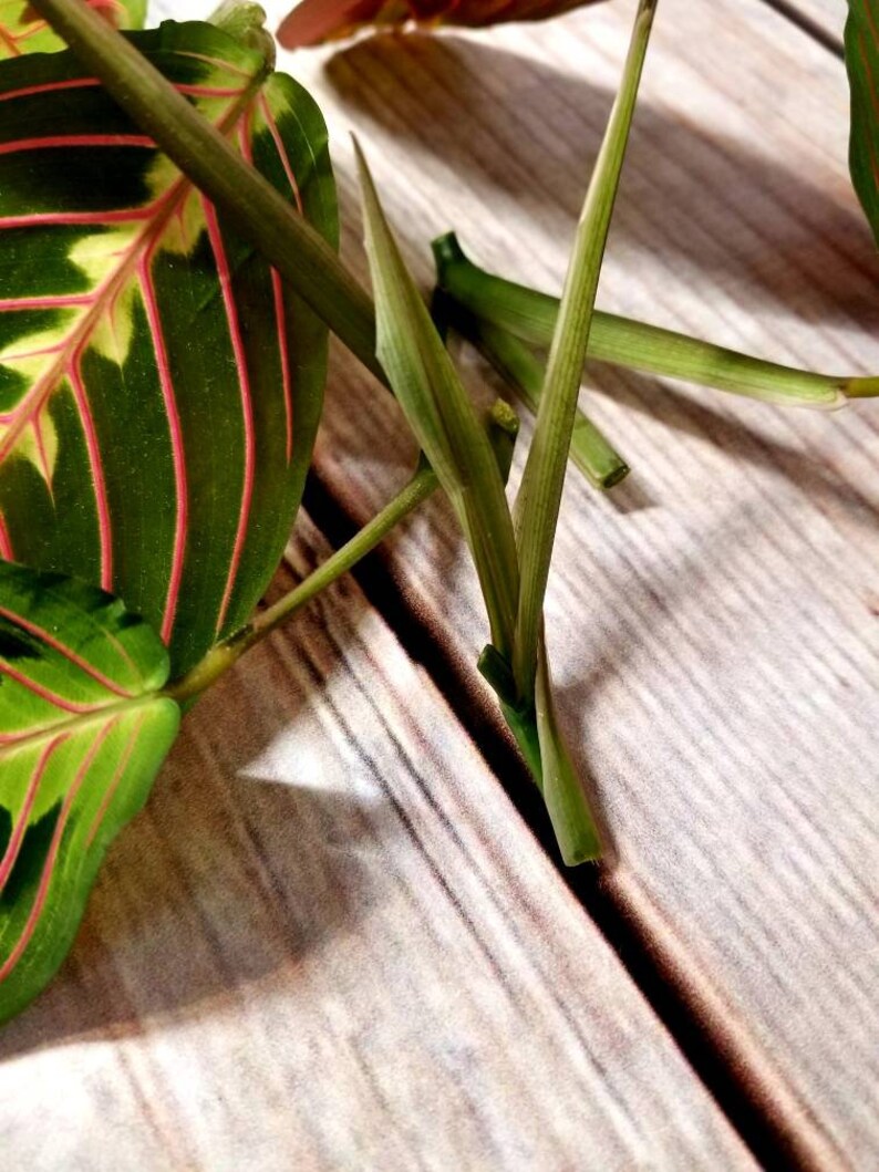 Red Prayer Plant Four Nodes Cuttings Live Fresh Cuttings ...
