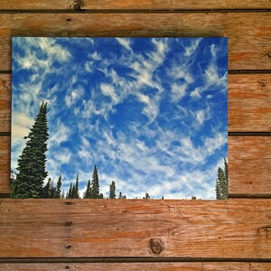 May include: A photograph of a blue sky with white clouds and a row of evergreen trees at the bottom of the image.