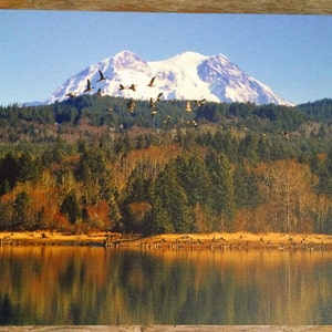Geese on Alder Lake with Mt. Rainier, Nature, Washington State,Landscape Photography, Scenic, Mt. Rainier National Park