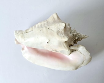 pink Queen Conch 12" natural sea shell