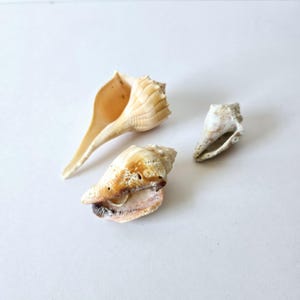 3 natural seashells includes one 4 inch Welk shell
