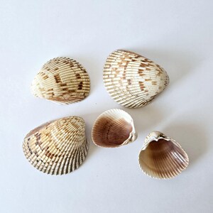 5 natural seashells