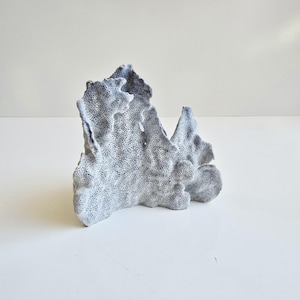natural Blue Ridge fan coral 6&quot;