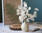 Dried flowers,Silver Dollar,Natural Pearl Lunaria stems,Lunaria Biennis bouquet,Dried money plant,Lunaria branches,honesty plant,vase filler