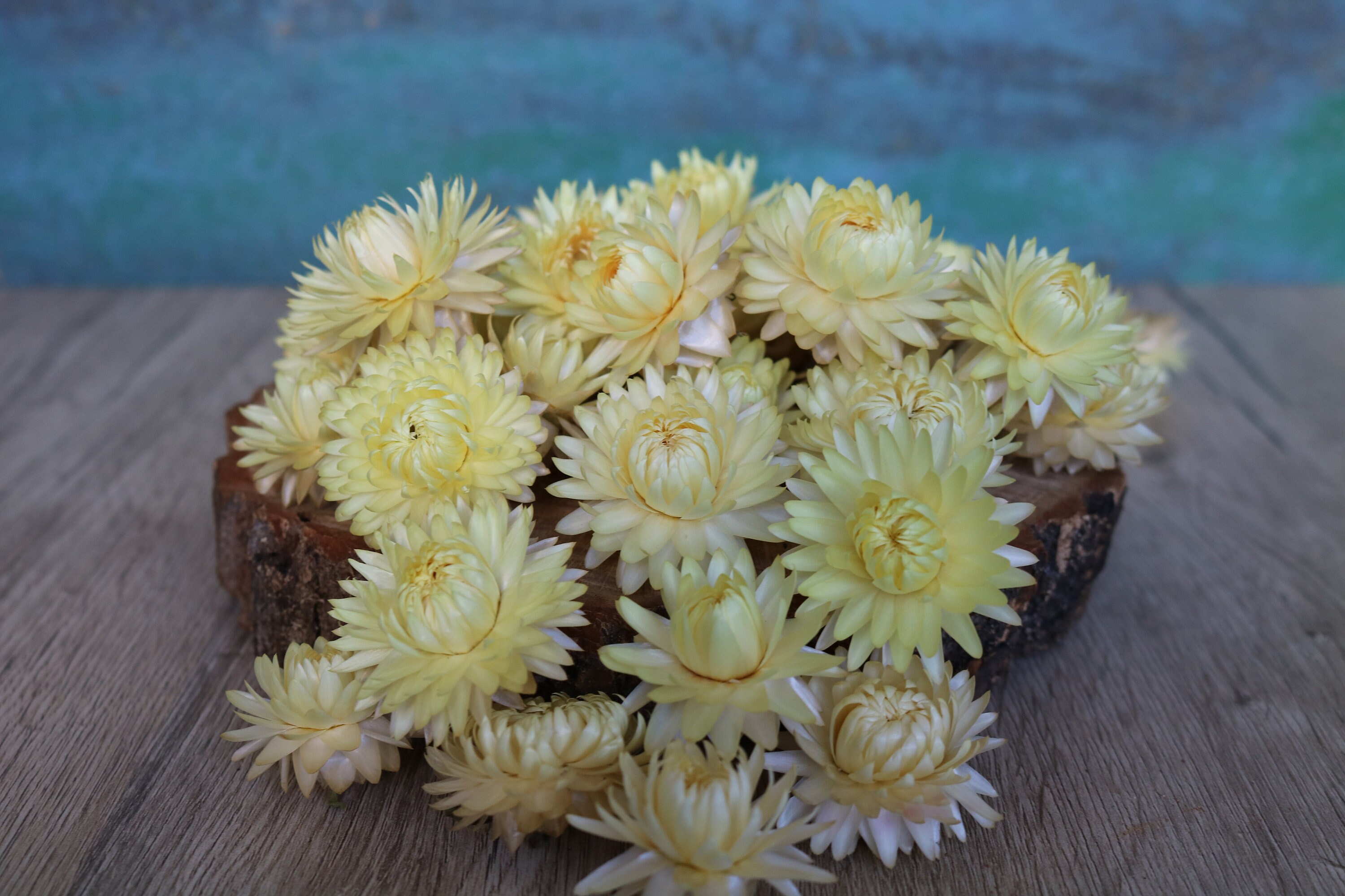 Dried strawflower 50 heads Dried Helichrysum Dried Flowers Etsy