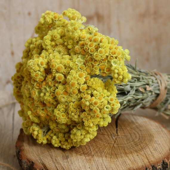 Immortelle Séchée Fleurs Séchées Fleurs Sauvages Séchées Helichrysum Italicum Fleurs Rustiques Bouquet De Fleurs Séchées Fleurs Jaunes Bunch