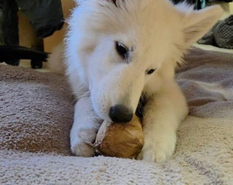 Denkspiel für Hunde statt Eierkarton, Hundespielzeug "MDB1" (meist nachgekauft), Papierpäckchen mit Hundesnacks zum Auspacken. Nachhaltig.