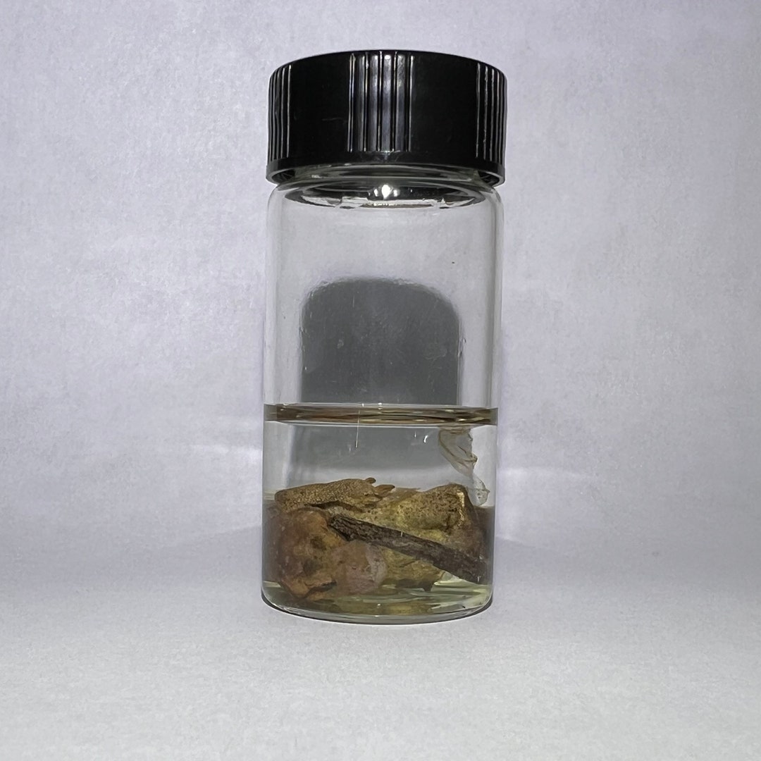 Crested Gecko Wet Specimen - Etsy