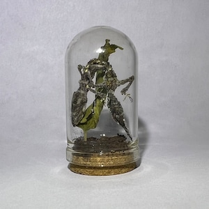 May include: A clear glass jar with a cork lid contains a preserved insect with dried leaves. The insect is brown and black with long legs and antennae.