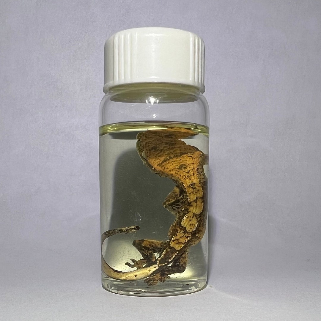 Crested Gecko Wet Specimen - Etsy