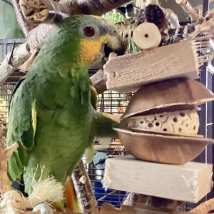 Pu&ograve; includere: Un pappagallo verde e giallo appollaiato su un trespolo di legno, che interagisce con un giocattolo di guscio di cocco. Il giocattolo &egrave; fatto di materiali naturali e ha un design intrecciato. Il pappagallo sta guardando la telecamera.
