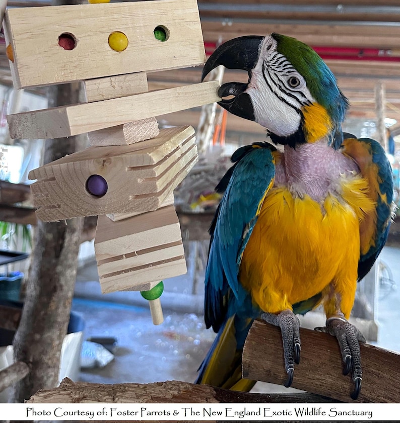 Puede incluir: Un vibrante loro guacamayo azul y dorado posado en una rama de madera, interactuando con un juguete de madera para p&aacute;jaros. El juguete presenta varios bloques de madera y cuentas de colores. Las plumas del loro son una mezcla de azul, amarillo y verde.