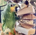 Freddi’s Fave! All Natural Balsa & Sola Parrot Foraging Chew Toy
