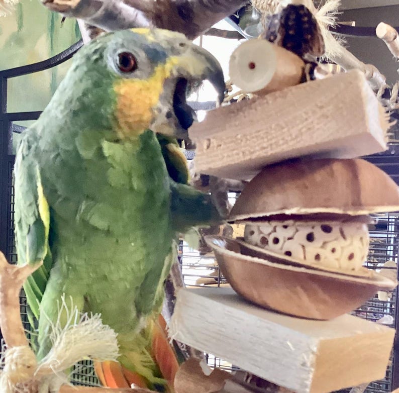 Pu&ograve; includere: Un pappagallo verde e giallo con la testa blu &egrave; appollaiato su un giocattolo di legno. Il giocattolo &egrave; fatto di diversi pezzi di legno e ha un guscio di noce di cocco con dei buchi.