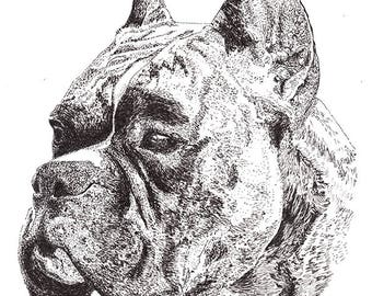 Boxer Headshot, Cropped