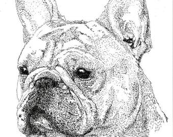 French Bulldog Headshot