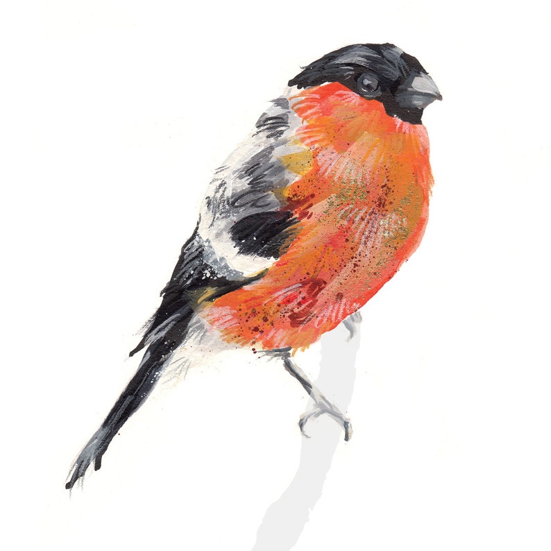 British Garden Birds Bullfinch Digital Art Print image 2