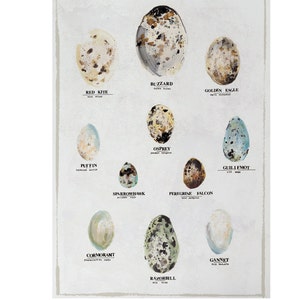 Great British Bird Eggs Collection, A4 Wall Art Digital Print image 2