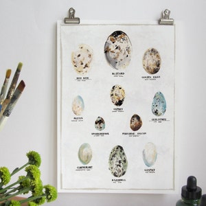 Great British Bird Eggs Collection, A4 Wall Art Digital Print image 1