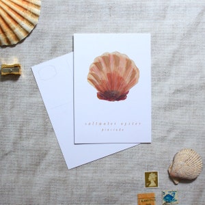 Oyster postcard, art postcard, postcard set, A6 postcards, art card, illustrated postcard, birthday postcard