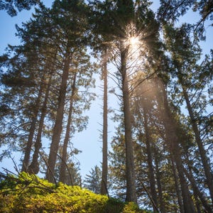 May include: Sunlight streams through a dense forest of tall, evergreen trees. The sun's rays create a radiant glow, illuminating the lush green foliage below.