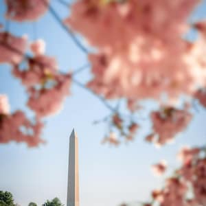 Tidal Basin at the National Cherry Blossom Festival - Washington DC Photography Print