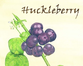 Huckleberry Print, Kitchen Art
