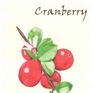 Cranberry Art Print, Kitchen Art Print, Kitchen Decor, Fruit Print, Home Decor, Kitchen Art, Kitchen Watercolor, Fruit Watercolor