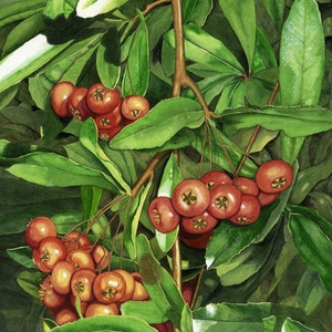 Pyracantha Art Print, Feuerdorn, Pyracantha Aquarell, Feuerdorn Aquarell, Wandkunst, Kunst für Inneneinrichtung, immergrüner Strauch
