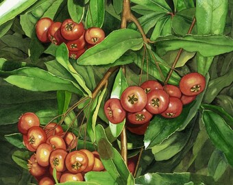 Pyracantha Art Print, Firethorn, Pyracantha Watercolor, Firethorn Watercolor, Wall Art, Sztuka do projektowania wnętrz, Zimozielony krzew