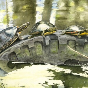 Painted Turtles Print, Adjusting to Their Environment Watercolor Print, Turtles, Wall Decor, Home Decor