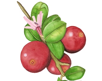 Impression brindilles canneberges, impression d'art canneberges, aquarelle canneberges, décoration d'intérieur, art de la cuisine, art culinaire, art fruitier