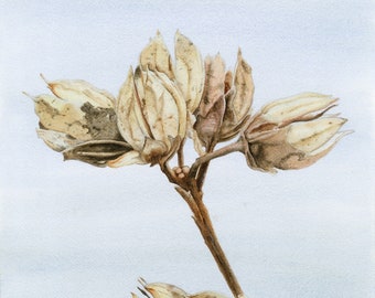 Phase hivernale de la rose de Sharon, aquarelle de la rose de Sharon, impression d'art, décoration murale, rose de Sharon en hiver, impression florale aquarelle