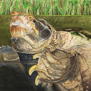 Pode incluir: Pintura em aquarela de uma tartaruga emergindo da água. A tartaruga tem uma carapaça texturizada, marrom e bege, com garras amarelas. A cabeça da tartaruga é visível acima da linha d'água, com juncos verdes ao fundo.