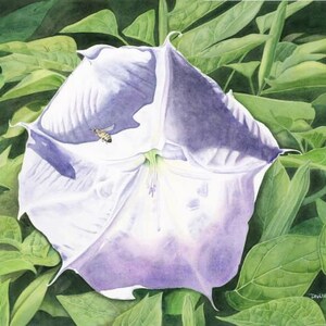 Moonflower Art Print, Floral Art Print, Moonflower Painting, Floral Wall Art, Anne&#39;s Moonflower