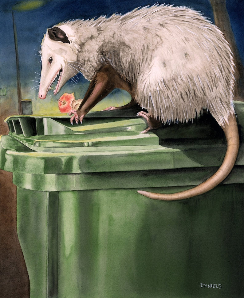 Peut inclure: Un opossum blanc avec une longue queue touffue se tient au sommet d'une poubelle de recyclage verte. L'opossum tient une pomme rouge dans sa gueule. La poubelle est dans un d&eacute;cor nocturne sombre.